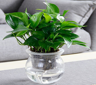 聚焦杭州湾花卉租赁，满足你对花卉布置的多样需求亡